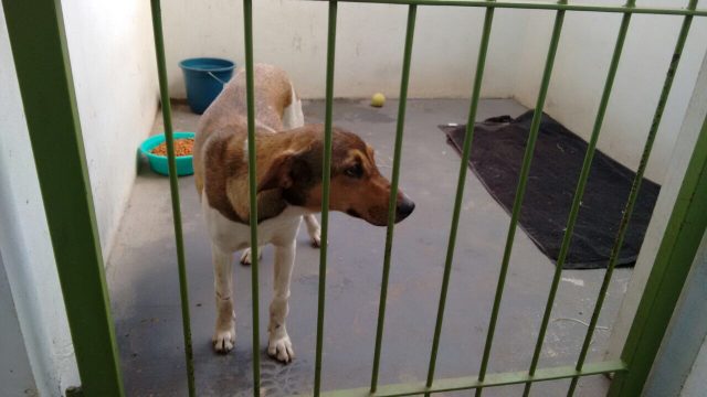 Cachorro é encontrado amarrado no Horto Florestal pela PMA - Grupo Rio Claro SP