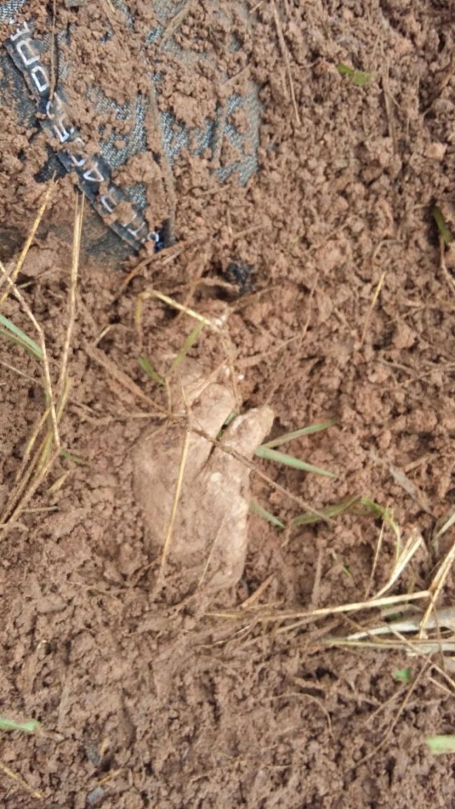 Corpo de homem é encontrado no Horto Florestal de Rio Claro - Grupo Rio Claro SP