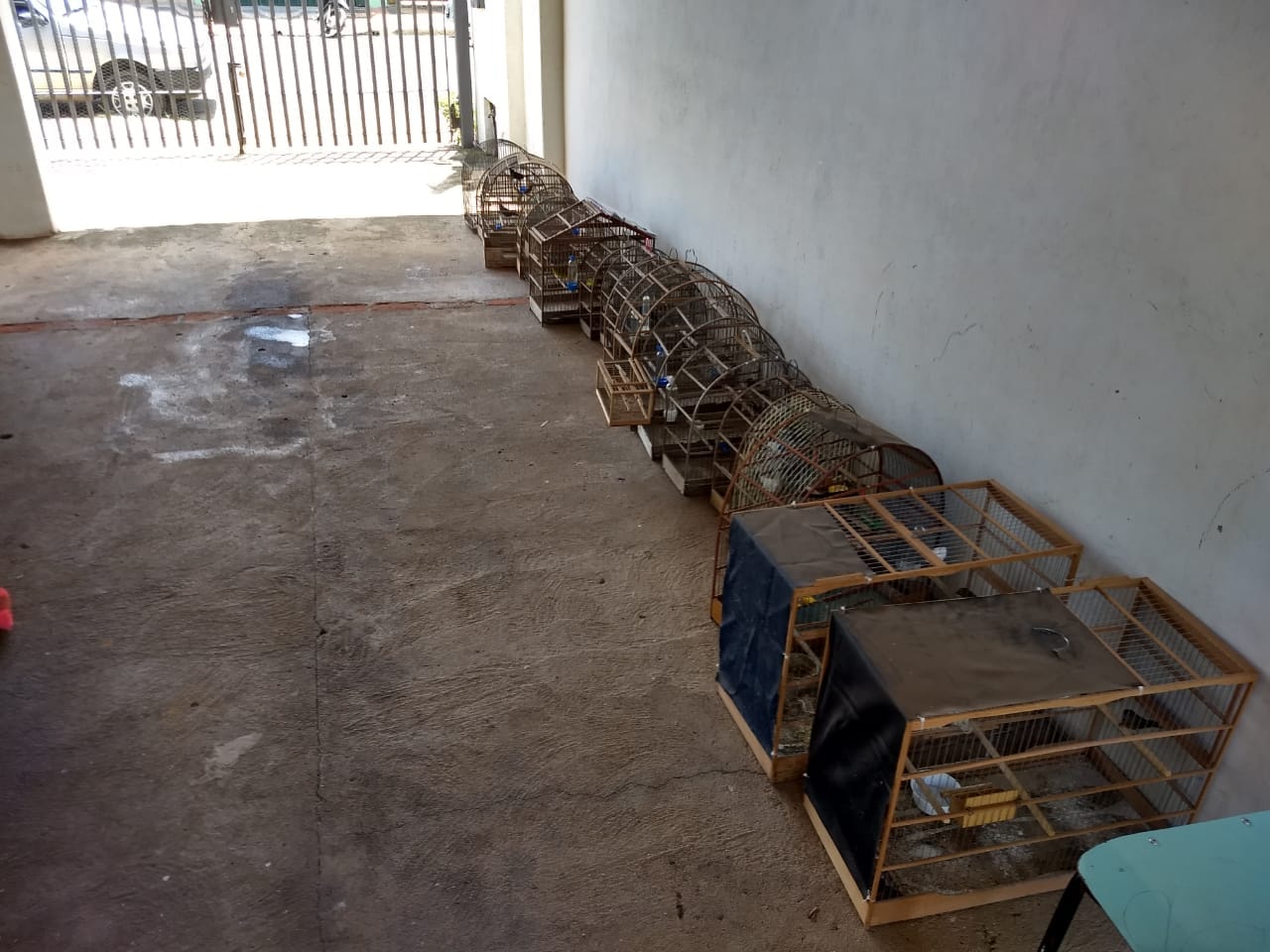 Polícia Militar Ambiental apreende espécimes em cativeiro e aplica multa em Rio Claro - Grupo Rio Claro SP