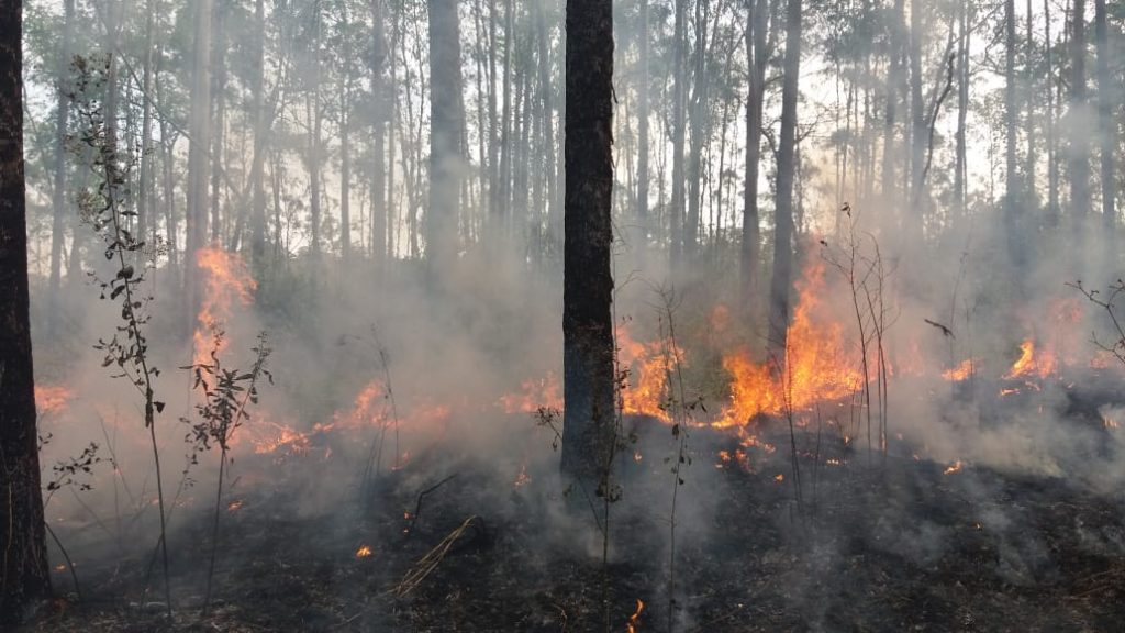 Incêndio no Horto Florestal de Rio Claro - Grupo Rio Claro SP Incêndio no Horto Florestal de Rio Claro - Grupo Rio Claro SP