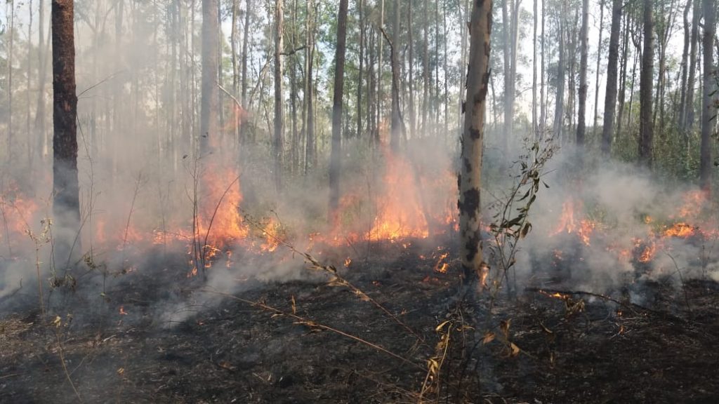 Incêndio no Horto Florestal de Rio Claro - Grupo Rio Claro SP Incêndio no Horto Florestal de Rio Claro - Grupo Rio Claro SP