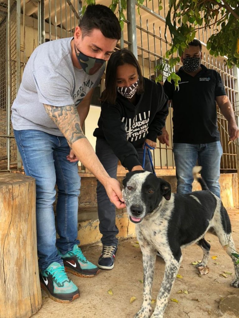 Proprietário manda matar cachorro a pauladas - Grupo Rio Claro SP Proprietário manda matar cachorro a pauladas - Grupo Rio Claro SP