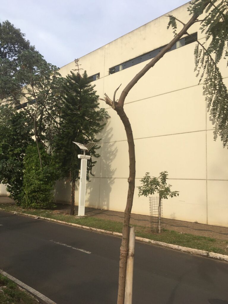 Vândalos destroem mudas de árvores plantadas na Via da Saudade - Grupo Rio Claro SP Vândalos destroem mudas de árvores plantadas na Via da Saudade - Grupo Rio Claro SP
